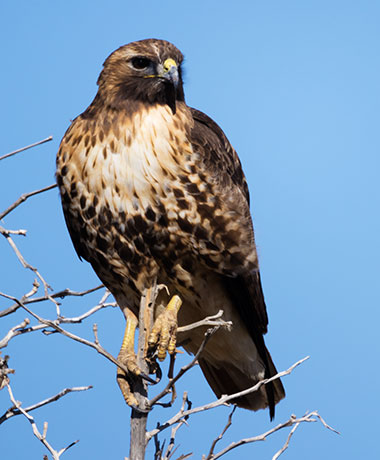 Red-tailed Hawk Buteo jamaicensis