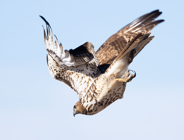 Red-tailed Hawk Buteo jamaicensis fuertesi