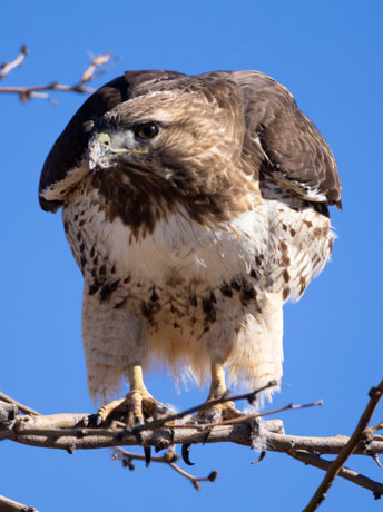 Red-tailed Hawk Buteo jamaicensis fuertesi