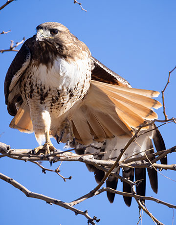 Red-tailed Hawk Buteo jamaicensis fuertesi