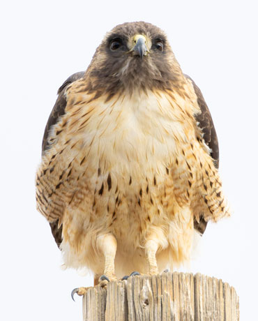 Red-tailed Hawk Buteo jamaicensis fuertesi