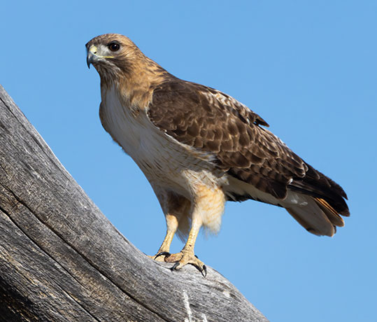 Red-tailed Hawk Buteo jamaicensis fuertesi