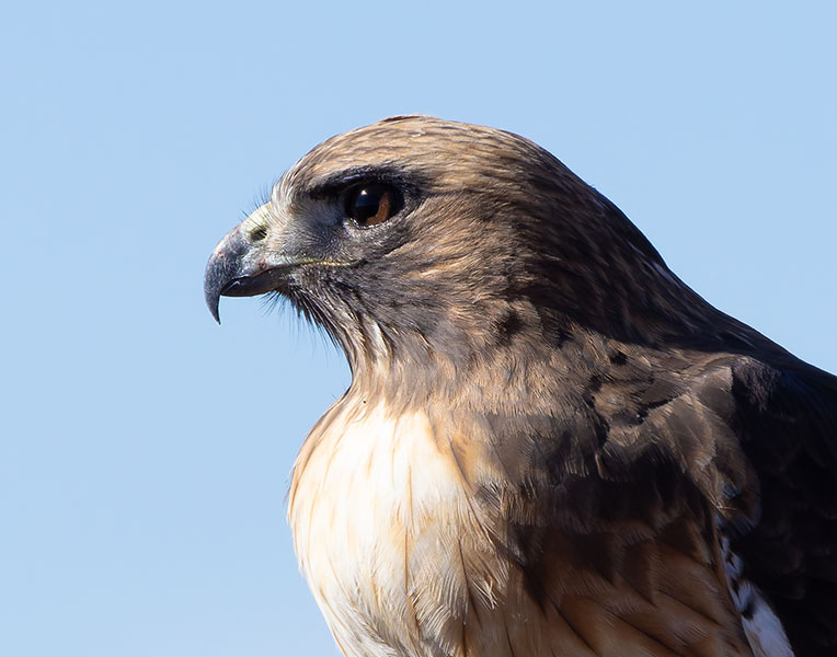 Red-tailed Hawk Buteo jamaicensis fuertesi