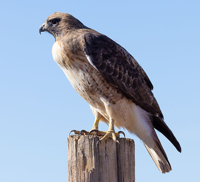 Red-tailed Hawk Buteo jamaicensis fuertesi
