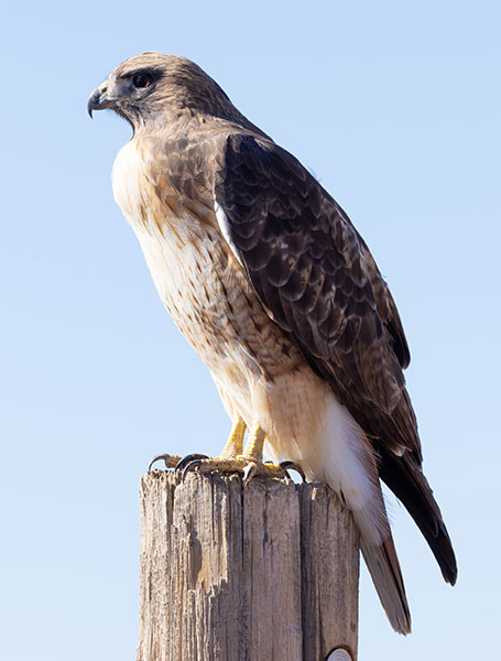 Red-tailed Hawk Buteo jamaicensis fuertesi