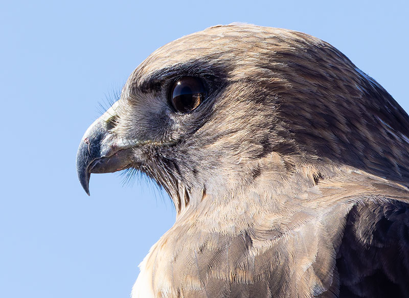 Red-tailed Hawk Buteo jamaicensis fuertesi