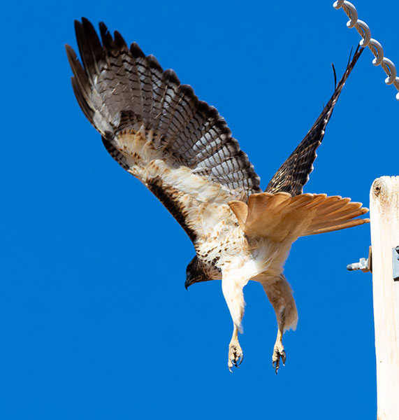 Red-tailed Hawk Buteo jamaicensis fuertesi