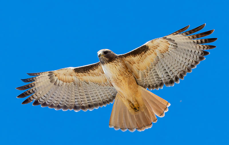 Red-tailed Hawk Buteo jamaicensis fuertesi