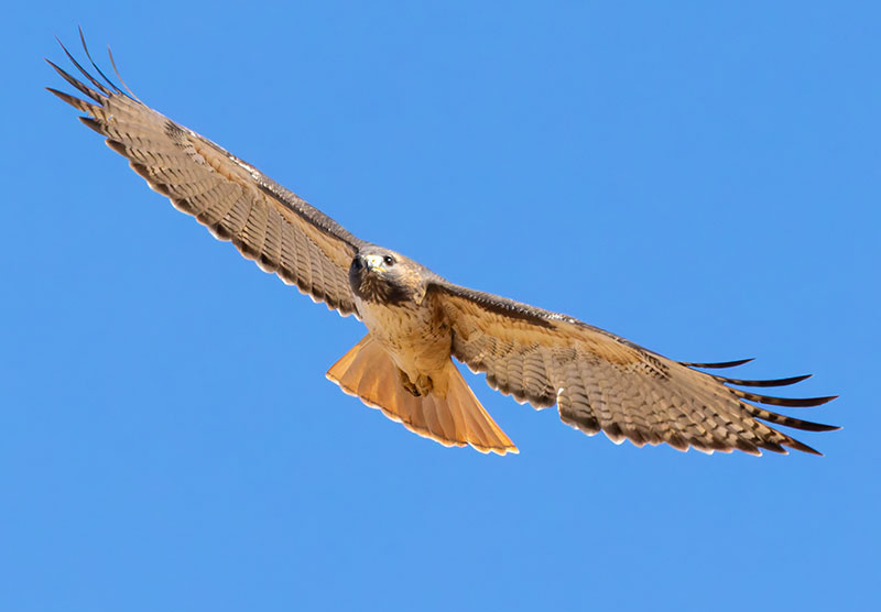 Red-tailed Hawk Buteo jamaicensis fuertesi