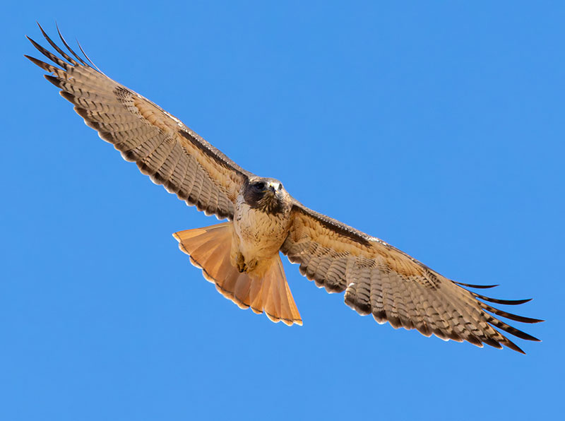 Red-tailed Hawk Buteo jamaicensis fuertesi