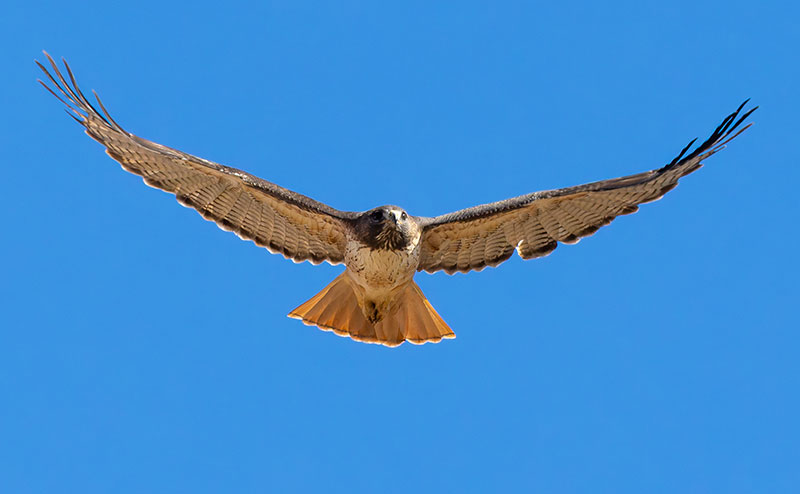 Red-tailed Hawk Buteo jamaicensis fuertesi