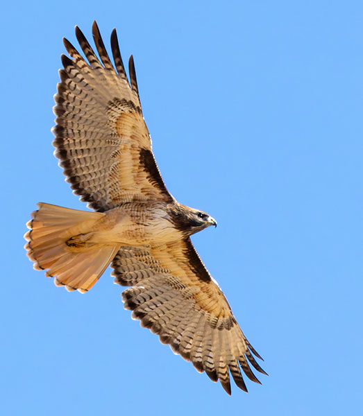 Red-tailed Hawk Buteo jamaicensis fuertesi