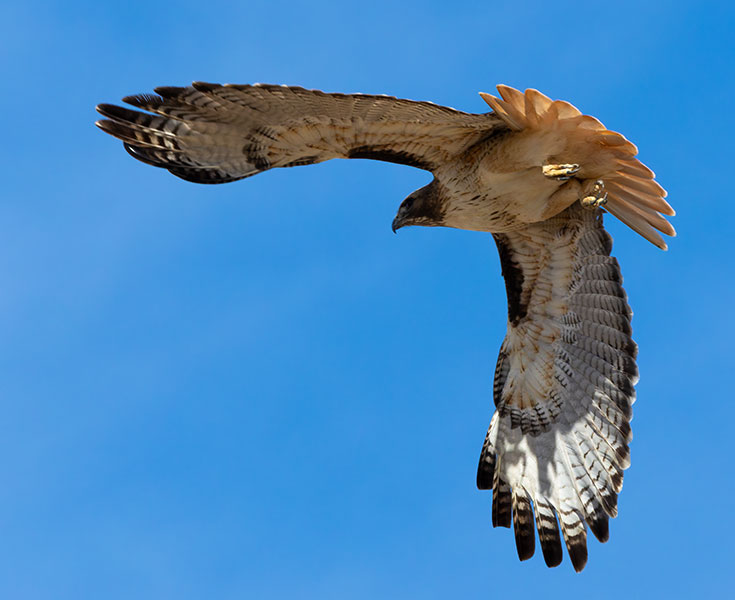Red-tailed Hawk Buteo jamaicensis fuertesi