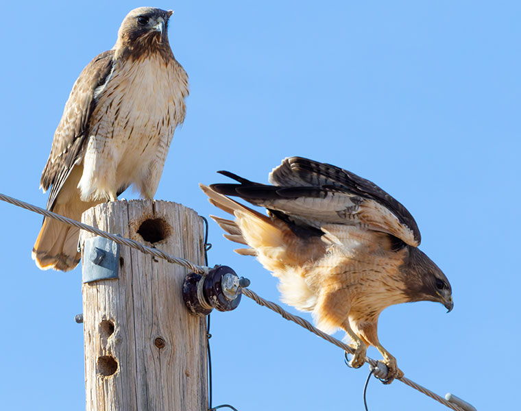 Red-tailed Hawk Buteo jamaicensis fuertesi