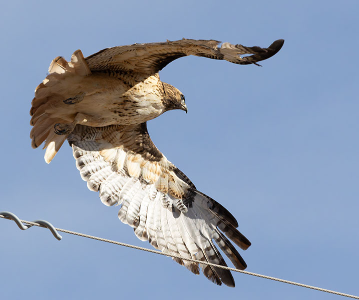 Red-tailed Hawk Buteo jamaicensis fuertesi