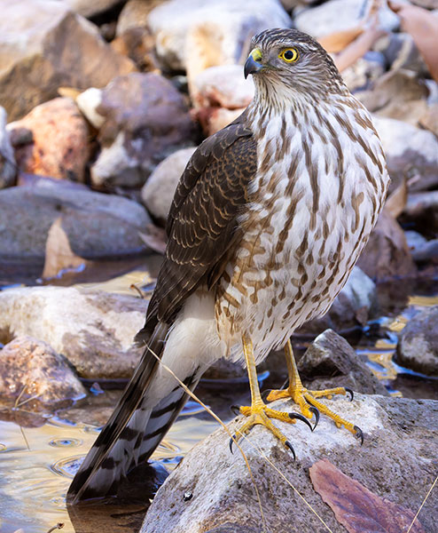 Sharp-shinned Hawk Accipiter striatus