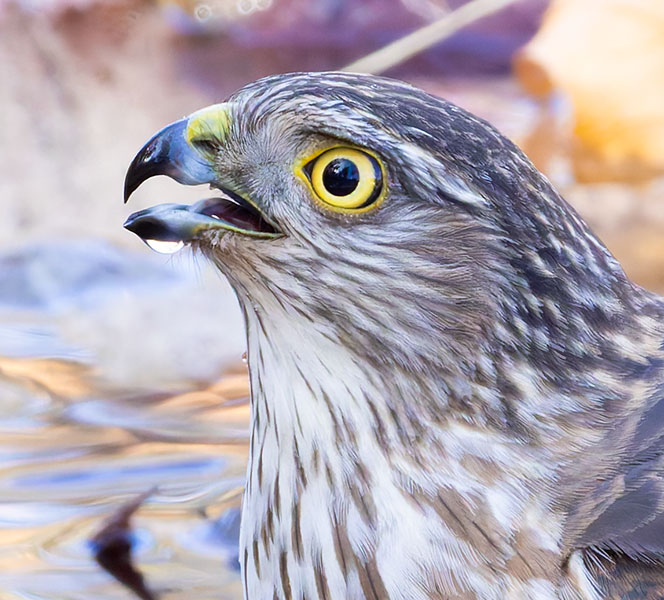 Sharp-shinned Hawk Accipiter striatus