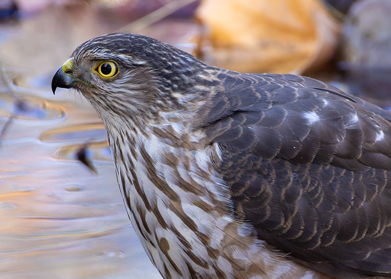 Sharp-shinned Hawk Accipiter striatus