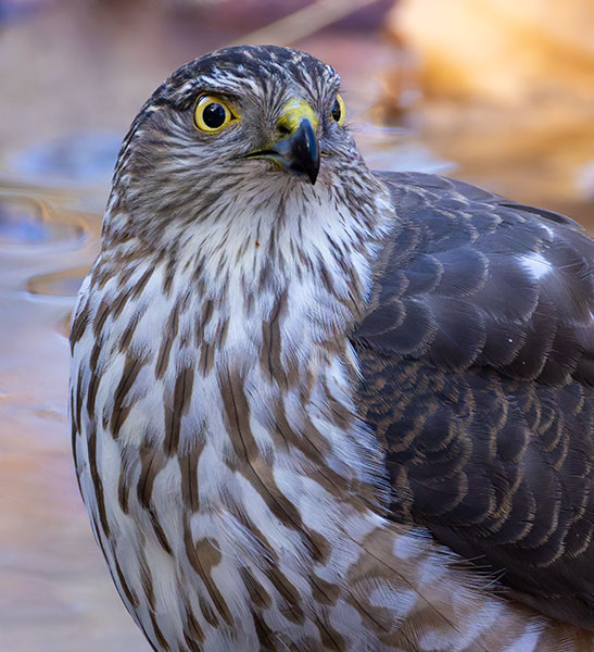 Sharp-shinned Hawk Accipiter striatus