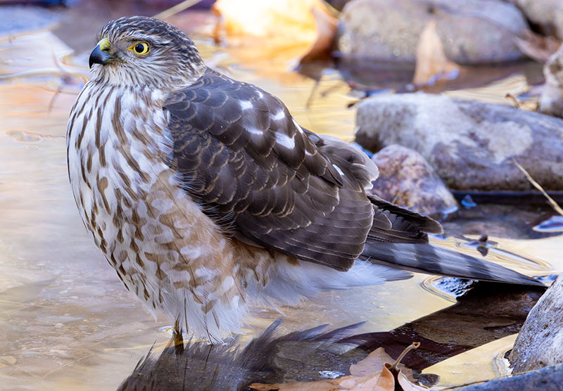 Sharp-shinned Hawk Accipiter striatus