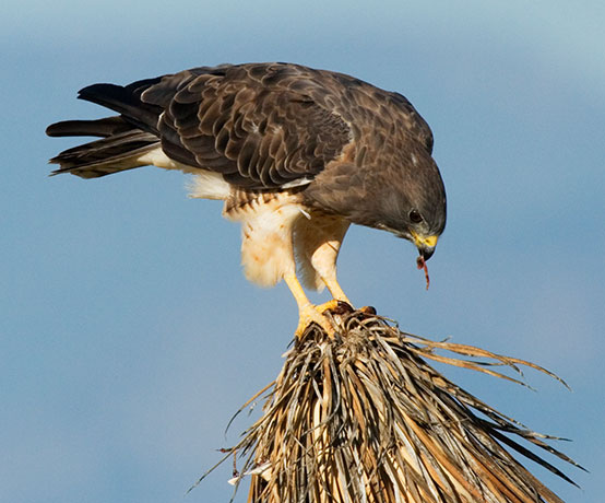 Swainson's Hawk Buteo swainsoni