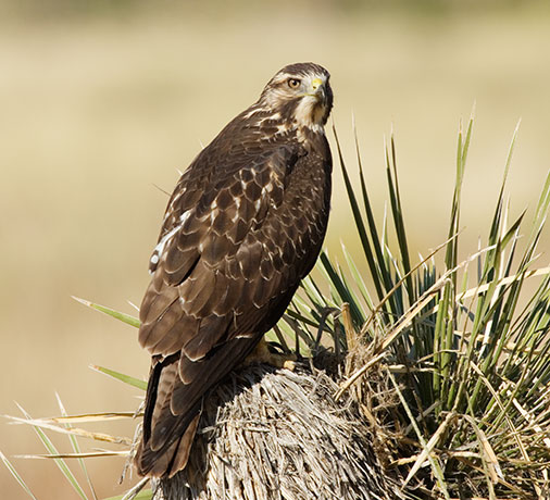 Swainson's Hawk Buteo swainsoni