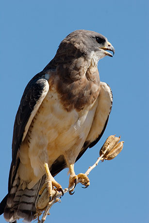 Swainson's Hawk Buteo swainsoni