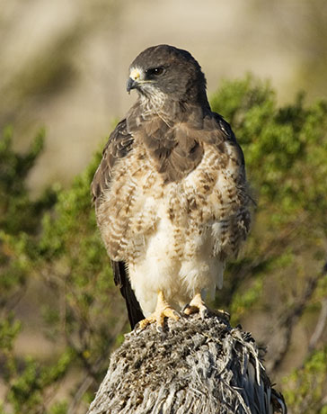 Swainson's Hawk Buteo swainsoni