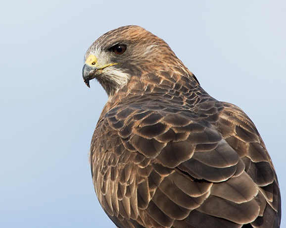 Swainson's Hawk Buteo swainsoni