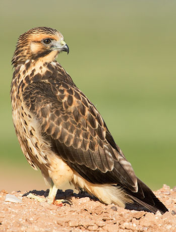 Swainson's Hawk Buteo swainsoni 