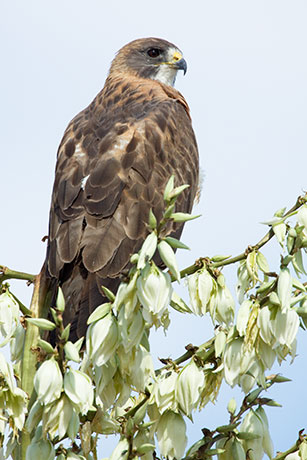 Swainson's Hawk Buteo swainsoni 
