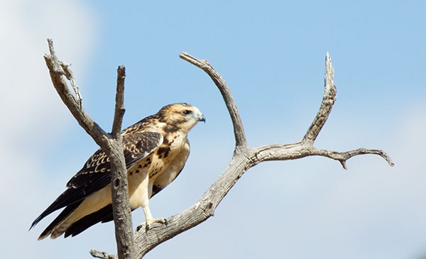 Juvenile Swainson's Hawk Buteo swainsoni 