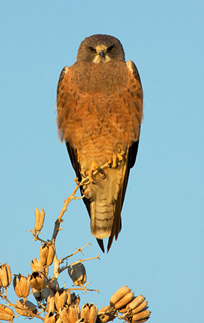 Swainson's Hawk Buteo swainsoni 