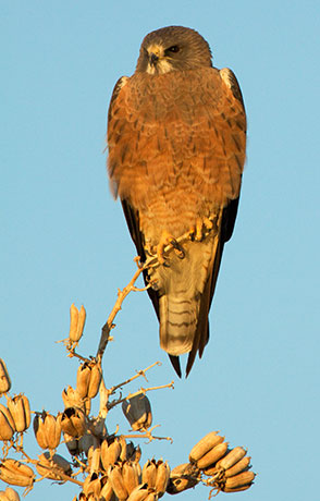 Swainson's Hawk Buteo swainsoni 