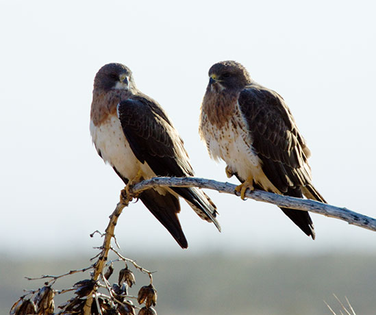 Swainson's Hawk Buteo swainsoni 