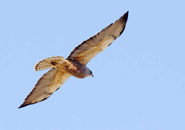Swainson's Hawk Buteo swainsoni 