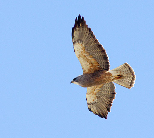Swainson's Hawk Buteo swainsoni 