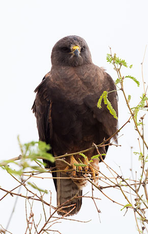 Swainson's Hawk Buteo swainsoni 
