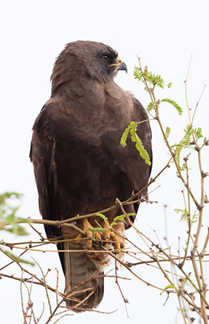 Swainson's Hawk Buteo swainsoni 