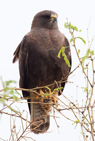 Swainson's Hawk Buteo swainsoni 