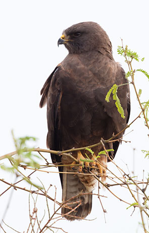 Swainson's Hawk Buteo swainsoni 