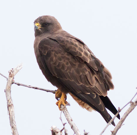Swainson's Hawk Buteo swainsoni 