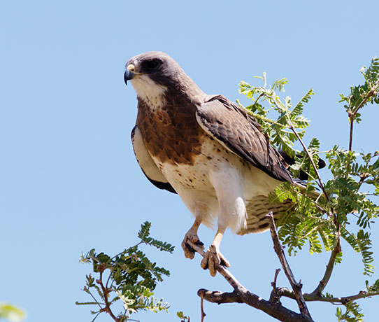 Swainson's Hawk Buteo swainsoni 