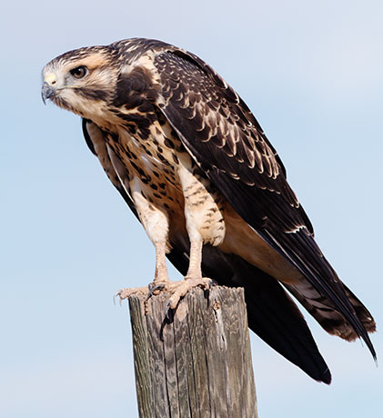 Swainson's Hawk Buteo swainsoni 
