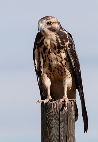 Swainson's Hawk Buteo swainsoni 