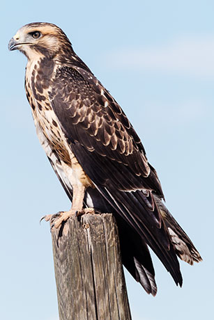 Swainson's Hawk Buteo swainsoni 