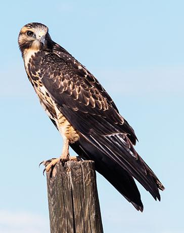 Swainson's Hawk Buteo swainsoni 