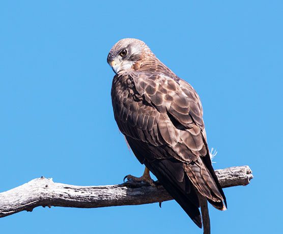 Swainson's Hawk Buteo swainsoni 