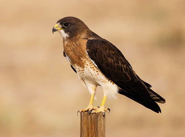 Swainson's Hawk Buteo swainsoni 