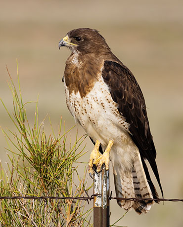 Swainson's Hawk Buteo swainsoni 